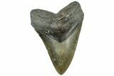Serrated, Fossil Megalodon Tooth - North Carolina #311694-1